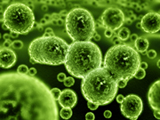 bacteria